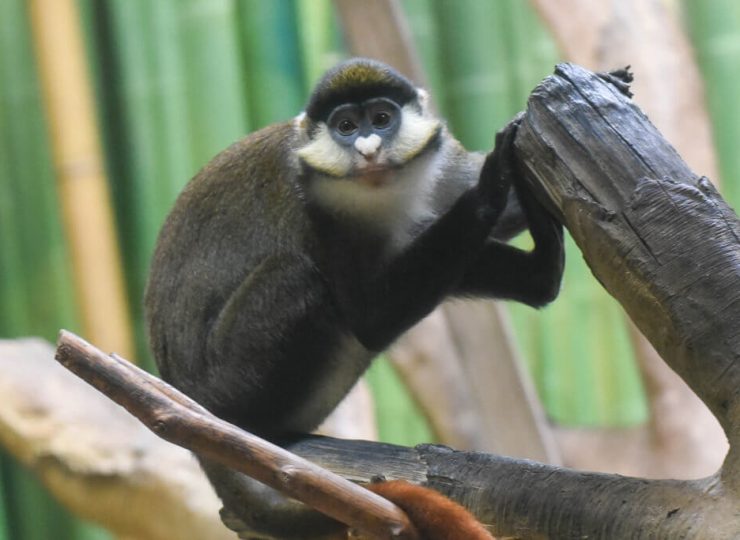 Guenon-Animal-Header-1-1024x683