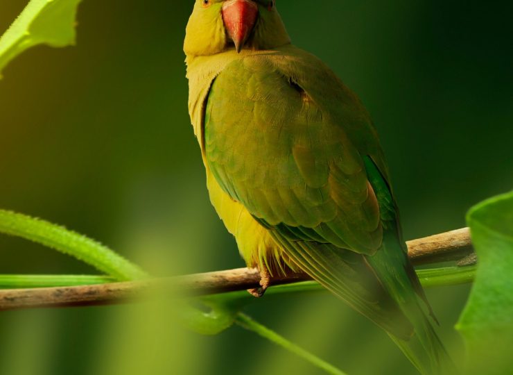 allec-gomes-VVOwFuE5o2k-unsplash